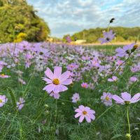 コスモス,公園,可愛い,花のある暮らし,夕陽の画像