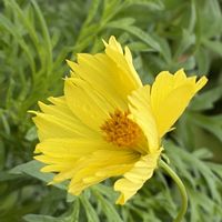 コスモス,キバナコスモス,花壇,ガーデニング,山野草の画像