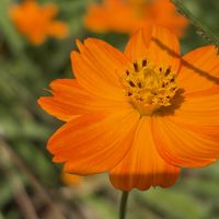 コスモス,キバナコスモス,花壇,ガーデニング,山野草の画像