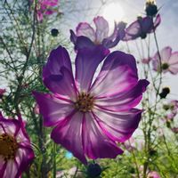 コスモス,ご近所,ゆれながら咲く花の画像