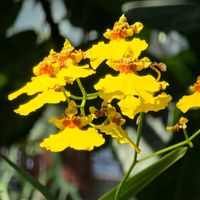 オンシジウム,オンシジューム,洋蘭,洋ラン,季節の花の画像