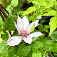 クレマチス,クレマチス サマリタンジョー,鉢植え,ガーデニングの画像