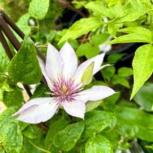 クレマチス,クレマチス サマリタンジョー,鉢植え,ガーデニングの画像