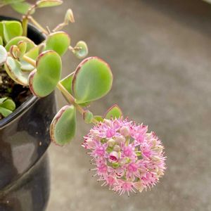 ミセバヤ,多肉植物,可愛い,ピンクの花,小さな庭の画像