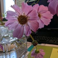 コスモス,秋桜(コスモス),その他部屋の画像