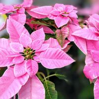 ポインセチア,ポインセチア,花のある暮らし♡,ウクライナに平和を,武器ではなく花をの画像