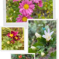 超古民家と庭,里地里山,おうち園芸,I♡Chiba,広い庭の画像