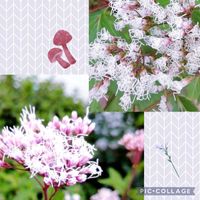 フジバカマ,花のある暮らし,被災地の皆様にエール,「戦争のない、平和な世界に」の画像