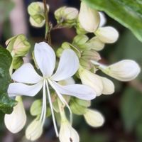 エキナセア,クラリンドウ,花のある暮らし,秋の庭,がんばる♡の画像