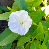 オキザリス,オキザリス,ガウラ,ガウラ,空芯菜の画像