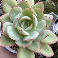エケベリア属 パナメーラ,多肉植物,多肉植物とサボテン,タニラー,多肉植物大好きの画像