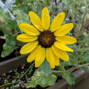 ヒマワリ,クラリンドウ,クレロデンドルム(クラリンドウ),ネモフィラの芽,つぼみの画像