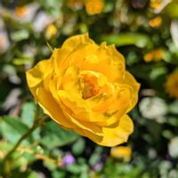 バラ、薔薇、ばら,花壇,お花のある暮らし,小さな庭の画像