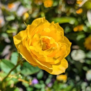 バラ、薔薇、ばら,花壇,お花のある暮らし,小さな庭の画像
