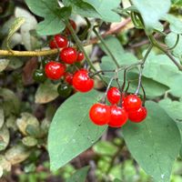 ヒヨドリジョウゴ,花のある暮らし,緑のある暮らし,チーム長野,紛紅駭緑の画像