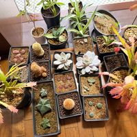 シャコバサボテン,実生っ子の画像