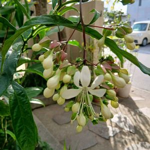 ハオルチアの花,ハオルチアの花,クラリンドウ,クラリンドウ,シュウメイ菊八重咲きピンクの画像