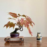 ナツツタ,ナツツタ,盆栽,小品盆栽,ミニ盆栽の画像