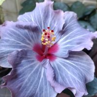 鉢植え,癒し…♡,優しい色合い,かわいらしい,おうち園芸の画像