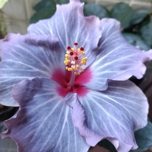 鉢植え,癒し…♡,優しい色合い,かわいらしい,おうち園芸の画像