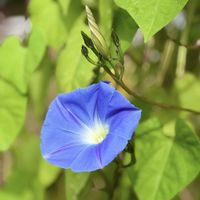 かわいいな♡,花のある暮らし,お花が好き♡,お散歩道,キュンキュン乙女倶楽部の画像