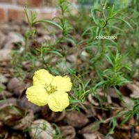 カリロファス サニーチャープ,地植え,ガーデニング,お気に入り♡,花のある暮らしの画像