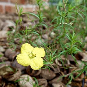 カリロファス サニーチャープ,地植え,ガーデニング,お気に入り♡,花のある暮らしの画像