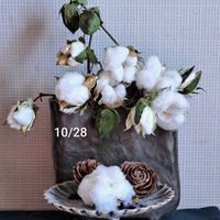 アブチロン,ローゼル,金魚草,アブチロンホワイトキング,種蒔きからAの画像