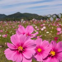 コスモス,空と,お出かけ先の画像