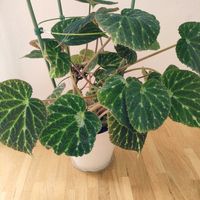 根茎性ベゴニア プスツラータ,観葉植物,インドアグリーン,葉っぱ好き,みどりのある暮らしの画像