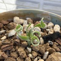 アルブカ コンコルディアナ,アルブカ コンコルディアナ,多肉植物,球根植物,冬型の画像