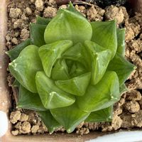 ハオルチア メアリ,ハオルチア メアリ,多肉植物,ハオルチア属,ベランダの画像