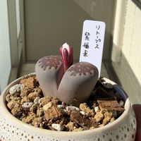 リトープス,リトープス,紫福来,紫福来,多肉植物の画像