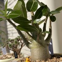 アデニウム,アデニウム,多肉植物,塊根植物,ベランダの画像