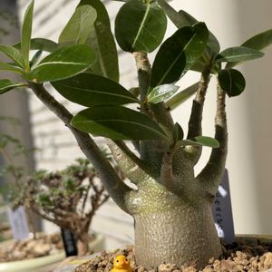 アデニウム,アデニウム,多肉植物,塊根植物,ベランダの画像