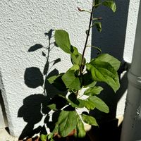 キンカン,リンゴ,レモン,洋ナシ,せとみの画像