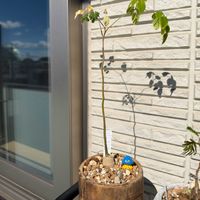 モリンガ,モリンガ･オレイフェラ,モリンガ･オレイフェラ,多肉植物,塊根植物の画像