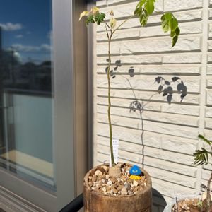 モリンガ,モリンガ･オレイフェラ,モリンガ･オレイフェラ,多肉植物,塊根植物の画像