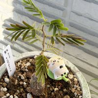 センナ・メリディオナリス,センナ・メリディオナリス,多肉植物,塊根植物の画像
