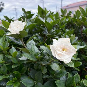 クチナシ,白い花,いい匂い,庭の画像