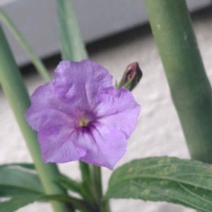 ヤナギバルイラソウ,ハイビスカスフラミンゴ,小さな庭❀,猫と植物と暮らす,小花好き♡の画像