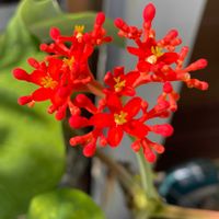 サンゴアブラギリ,珊瑚油桐,ヤトロファ・ポタグリカ,サンゴアブラギリ（黄花）,雌花祭りの画像