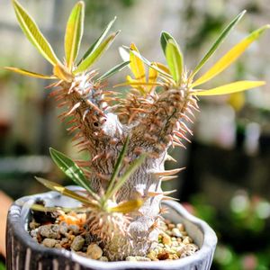 パキポディウム・デンシフローラム,多肉植物,塊根植物,コーデックス,パキポディウム属の画像