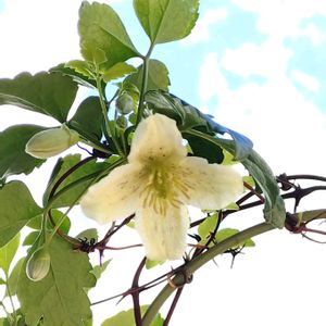 オリーブ,クレマチス,オリーブ シプレッシーノ,クレマチス カリシナ,鉢植えの画像