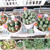 コノフィツム,コノフィツム走馬灯,コノフィツム走馬灯,多肉植物,コノフィツム属の画像