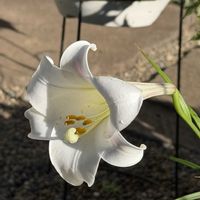 ユリ,テッポウユリ（鉄砲百合）の画像
