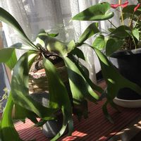 ビカクシダの画像