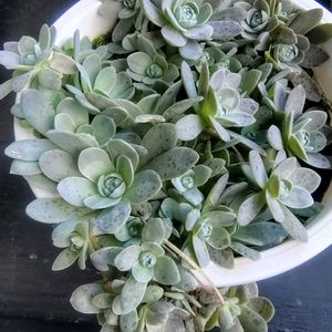 子持ち蓮華,多肉植物,花のある暮らし,植物大好き,人に優しくの画像