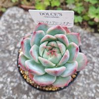 コロラータ✕アローンスター,コロラータ✕アローンスター,多肉植物,エケベリア属,お一人様の画像