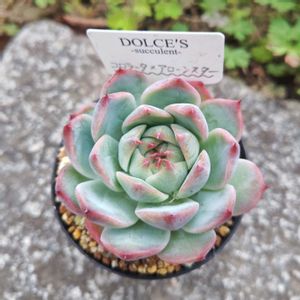 コロラータ✕アローンスター,コロラータ✕アローンスター,多肉植物,エケベリア属,お一人様の画像